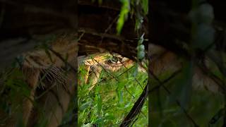 The King tiger wildanimals wildlife jungle photography shorts ytshorts youtubeshorts [upl. by Enehpets]