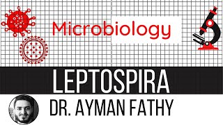 leptospirosis  USMLE Step 1 Microbiology  Dr Ayman Fathy [upl. by Leinto]