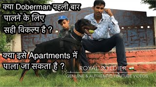 Is Doberman Rottweiler good for First dog owner Can Doberman live in apartments  Good for family [upl. by Itsud]