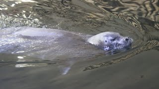 Phoque Barbu amp Phoques Annelé  Bearded Seal amp Ringed Seals  Oceanopolis Brest [upl. by Sew171]