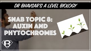 SNAB topic 8 Auxin and phytochromes [upl. by Johnstone]