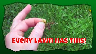 Identifying moss in your lawn [upl. by Ainoek153]