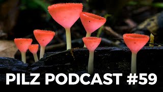 Pilz Podcast 59  Pilze sammeln amp züchten [upl. by Midas187]