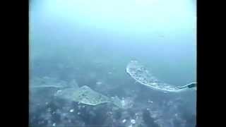 Underwater Halibut fishing video from Homer Alaska [upl. by Hoy]