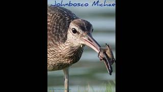 sonya7r4 sony200600 Eurasian whimbrel by Johnbosco Michael shorts viralvideo trending bird [upl. by Cullin]