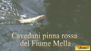 MONDO PESCA  CAVEDANI PINNA ROSSA FIUME MELLA  TUTORIAL LENZA STELLA  pescasportiva [upl. by Eelymmij]