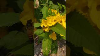 🐝🐝Beautiful Tecoma stans  yellow bell saal bhar flower dene wala tree cutetecomastansflower [upl. by Eluj]