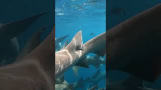 Shark Bite Alert Just Wait for It🐬🦈🤿🌊shorts youtubeshorts shortsfeed shortvideo viralvideo [upl. by Meer]