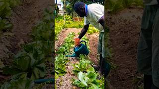 Organic liquid fertilizer application organicgardening shorts [upl. by Tnarb]