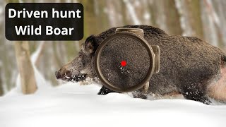 Wild Boar Hunting Unforgettable Driven Hunt Moments [upl. by Annaiel540]