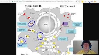 MCAT Question of the Day Antibodies Antigens MHC I and MHC II [upl. by Ikoek]