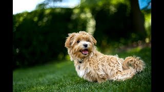 Maltipoo Facts  Puppies and Full Grown Dogs [upl. by Yrrehs]