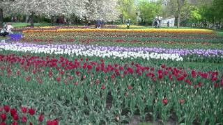 Tulpenschau im Britzer Garten 2014 FullHD [upl. by Llireva]