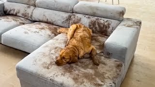 Dog Makes Muddy Mess 😮🤣 FUNNIEST Animal Videos [upl. by Akihc]