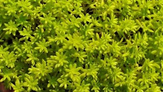 how to grow plant amp care for SEDUM JAPONICUM  Tokyo sun  lime yellow sedum  plant [upl. by Lirba]