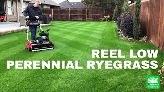 Reel Low Perennial Ryegrass  November 2017 [upl. by Sedaiuqlem]