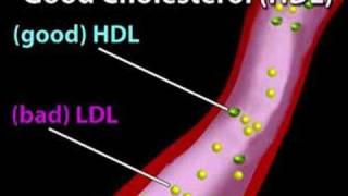 Understanding Cholesterol Cholesterol 1 [upl. by Ivory856]