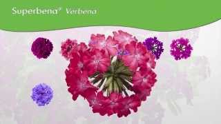 Proven Winners® Gardener Channel Proven Winners® Superbena® Verbena [upl. by Quince]