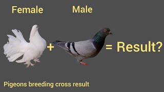 pigeon breeding cross result fancypigeon pigeon [upl. by Leirrad]