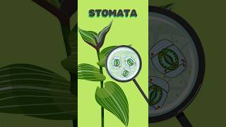 Stomata Structure Function amp Importance in Plants  Photosynthesis Respiration amp Transpiration [upl. by Ahtela]