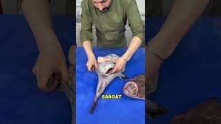 Ikan monk fish itu gila trending shortvideo [upl. by Eblehs]