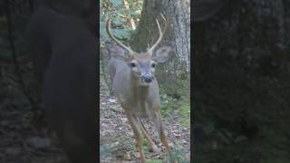 Two Whitetail Bucks 🦌 deer wildlife whitetaildeer [upl. by Henrietta]