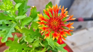 How to Grow and Care Gaillardia Blanket Flower Plant  Fun Gardening [upl. by Notnroht]