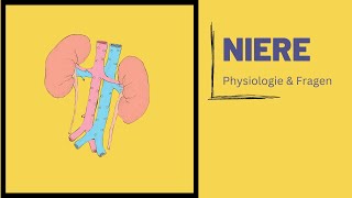 Nierenanatomie amp Physiologie  Was kann sie eigentlich [upl. by Pain]