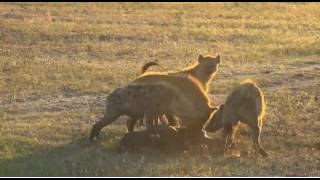 SouthAfricaDjAraCpAMLiveSafari 23 May 2016 Hyenas eating baby hippo [upl. by Leonard]