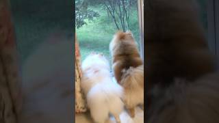 Small pomeranian barks at everything  dog barking outdoors [upl. by Imaon776]