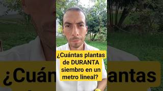 ¿Cuántas plantas de DURANTA siembro en un metro lineal [upl. by Aiehtela]