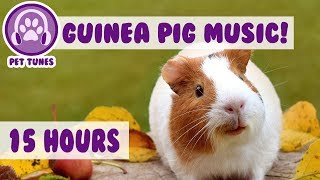 Best Remedy for Depression and Anxiety in Guinea Pigs Help My Guinea Pig Relax  Pet Therapy [upl. by Sergius]