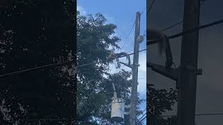 We found a squirrel crossing in electric wires ⚡️ [upl. by Eirene740]