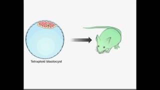 Pluripotency Expanded  Cell April 6 2017 Vol 169 Issue 2 [upl. by Lelia]