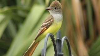 Great Crested Flycatcher Calls  Up Close [upl. by Saree978]