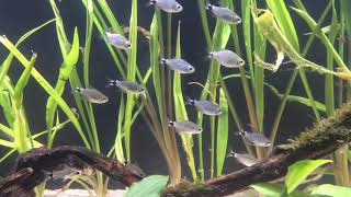 Notice anything funny about this school of Hyphessobrycon elachys [upl. by Adnawyek969]