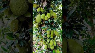 Growing Jackfruit from Cutting 🍐 New Technique of Propagation using Banana Plants farming shorts [upl. by Ayokal258]