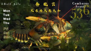 捲龍宮536 史考特夫妻失和 RollLifeq9v [upl. by Ardell]