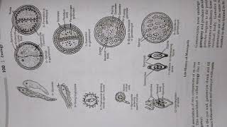 Lifecycle of Monocystis  BSc  MSc  Other competitive exams  Msc entrance Book [upl. by Googins]