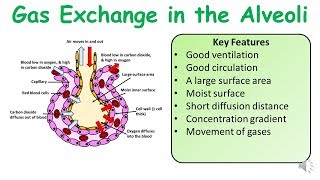 A Level amp GCSE Biology Alveoli Gas Exchange amp Practice Exam Question [upl. by Uri]