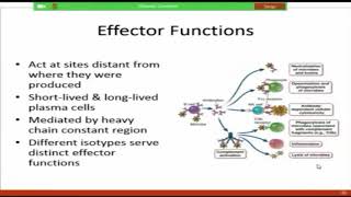 Effector Mechanisms of Humoral Immunity Raje [upl. by Laraine]