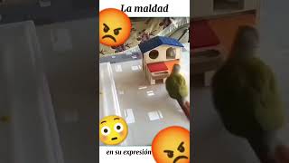 Cotorro malo maldad tristeza animals funny music [upl. by Annirok]