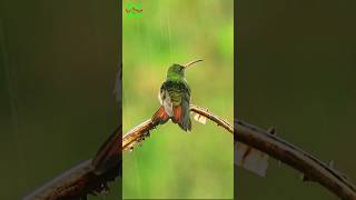 Hummingbird 🐦 call in Chopta Uttarakhand shorts viral bird [upl. by Bouldon334]