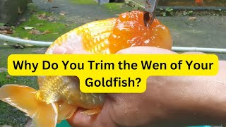 Why Do You Trim the Wen of Your Goldfish [upl. by Genisia]