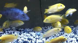 Mixed Cichlid fish [upl. by Alphonsa]