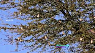 Birds of Africa Redbilled Quelea vid wcp14720p [upl. by Ainomar]