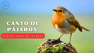 Pájaros Cantando  Canto De Pájaros Relajante Durante 24 Horas Curan La Mente Alivio Del Estrés [upl. by Naeerb]