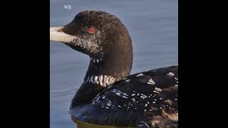 The Majestic Yellow billed Loon A Closer Look [upl. by Modnarb749]