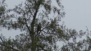 Rode Wouw of Buizerd in woonwijk Kauwtjes en Raven in paniek 1 van 2 [upl. by Noteek]