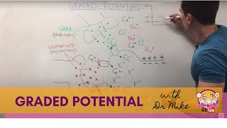 Graded Potential  Neuron [upl. by Losyram]